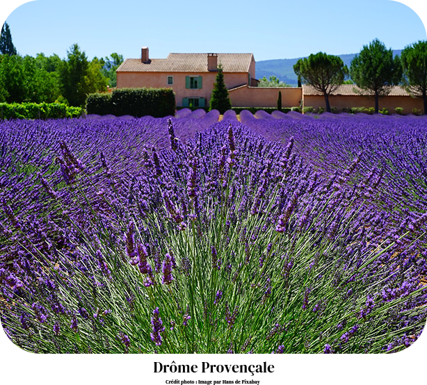 Champ de lavande en Drôme Provençale