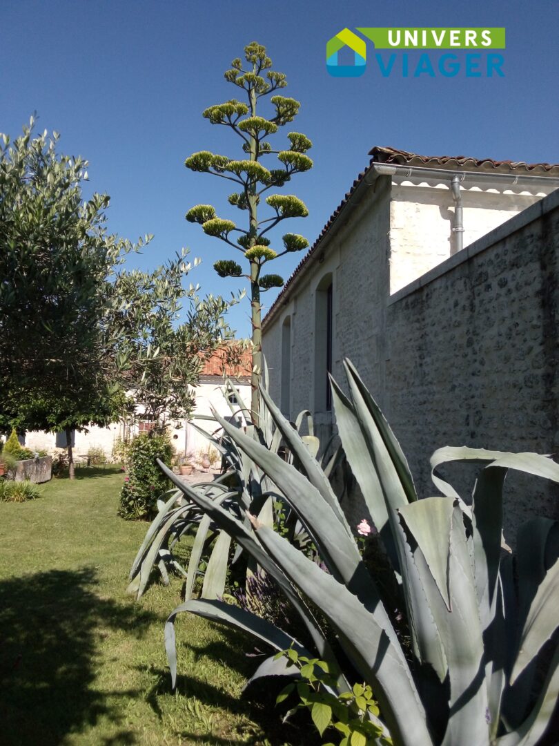 Charente-Maritime- maison charentaise - restaurée-piscine-garage-appartement-jardin